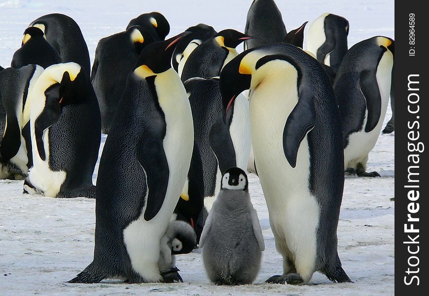 Penguins Standing on the Snow during Daytime