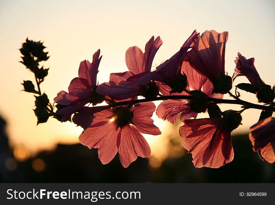 Photo Of Brown Petaled Flower During Daytime