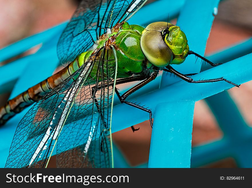 Green Dragonfly