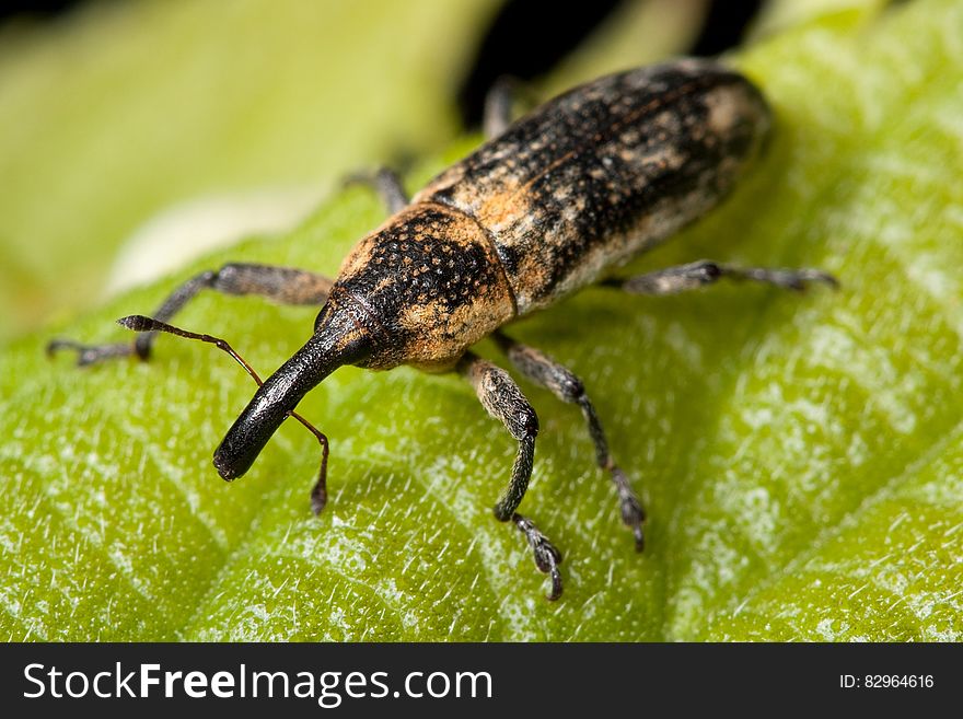 Yellow And Black Insect On Green Leaf