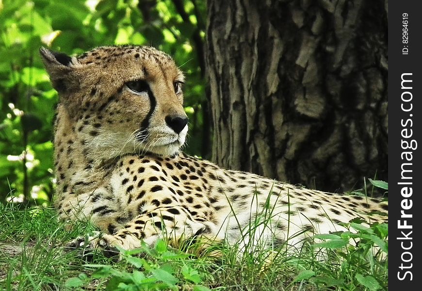 Outdoor portrait of adult cheetah laying in green grasses. Outdoor portrait of adult cheetah laying in green grasses.