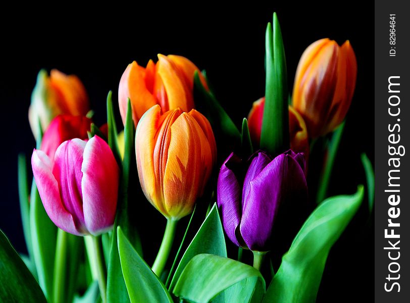 Yellow Pink And Violet Tulips