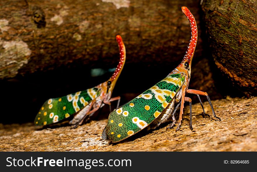 Two Green Yellow Orange Insect