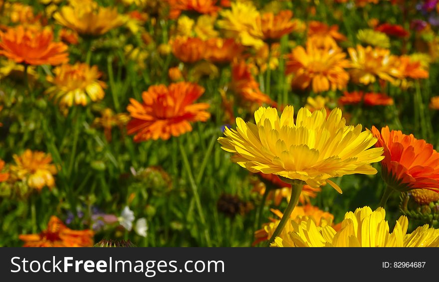 A flower field with golden and red flowers.
