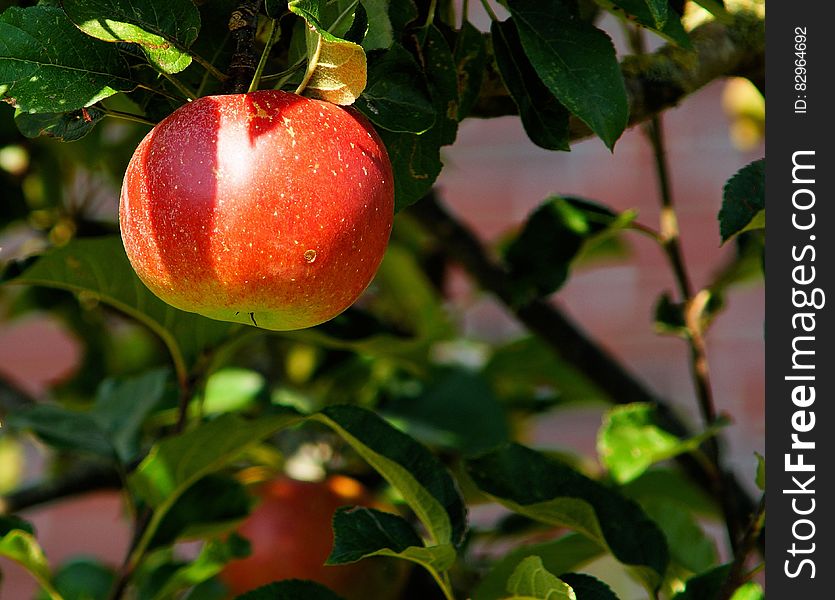 Red Apple on Tree in Tilt Shift Lens
