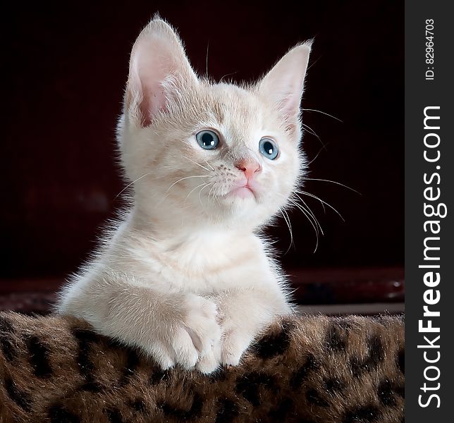 White kitten with blue eyes on a blanket.