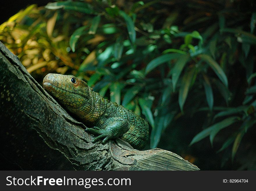 A monitor lizard on a tree trunk in a terrarium.