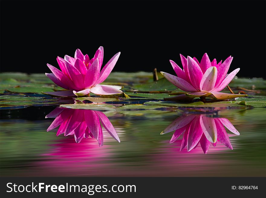 Close up of pink lily flowers on pad reflecting in still pond.