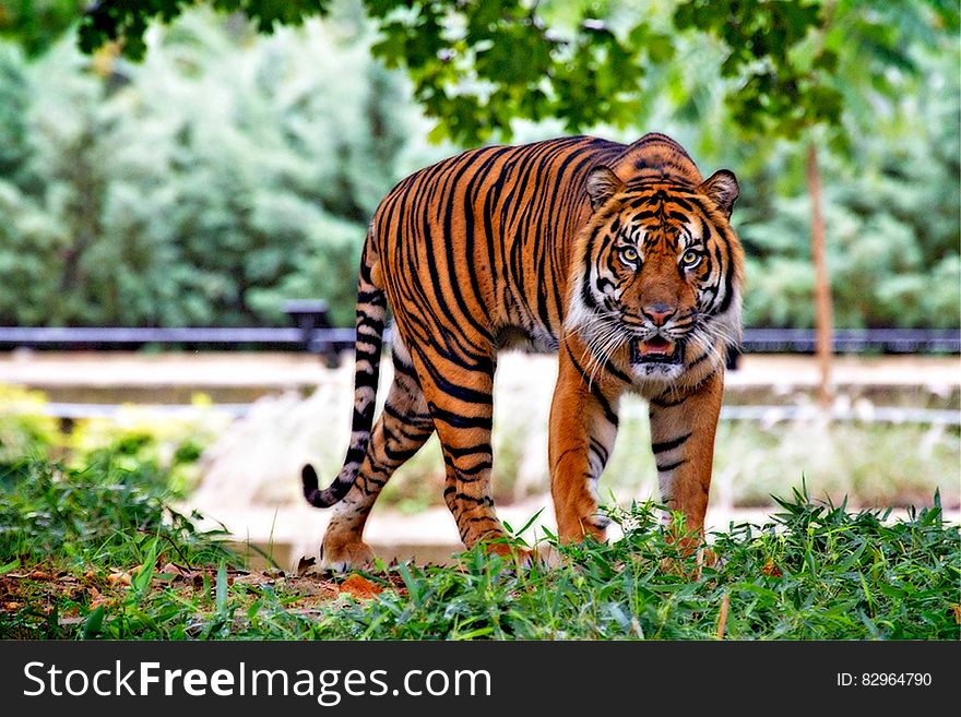 Tiger Above Green Grass during Day Time