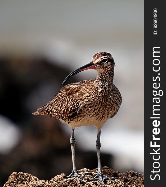 Outdoor portrait of whimbrel bird standing on rock in Senegal on sunny day. Outdoor portrait of whimbrel bird standing on rock in Senegal on sunny day.