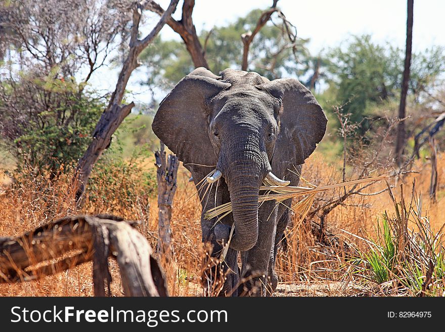 Black Elephant on Brown and Green Grass during Daytime