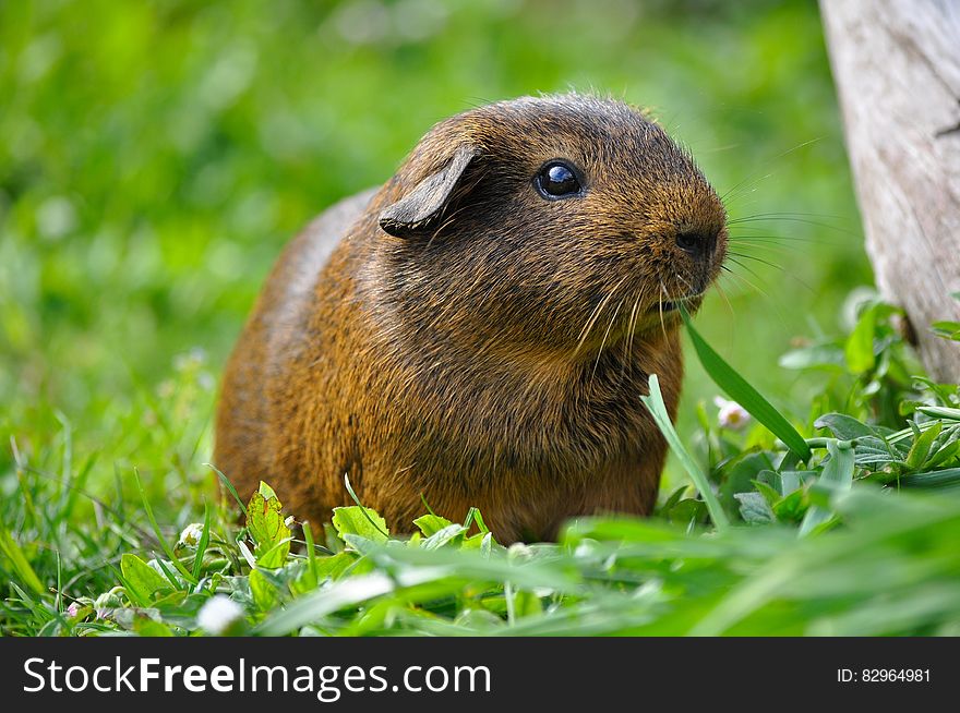 Portrait of small brown guinea pig standing outdoors in green grasses on sunny day. Portrait of small brown guinea pig standing outdoors in green grasses on sunny day.