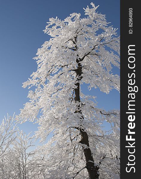 Snow Covered Tree Under Blue Cloudy Sky during Daytime