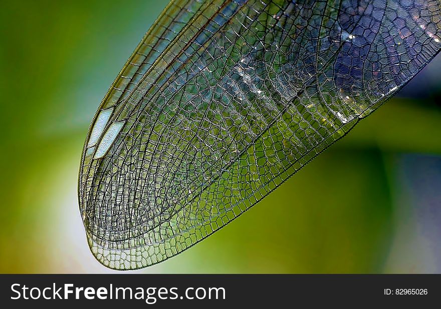 Macro close up of wing on dragonfly against green. Macro close up of wing on dragonfly against green.