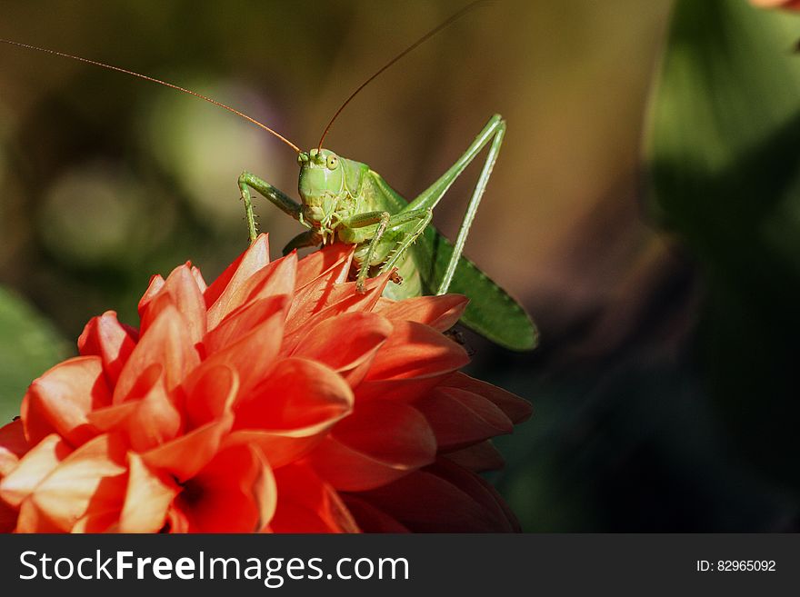 Green Grasshopper on Red Flower during Daytime