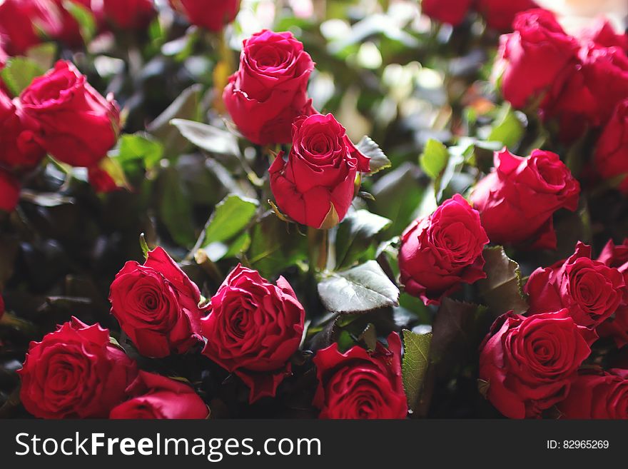 Close up of bouquet of red roses.