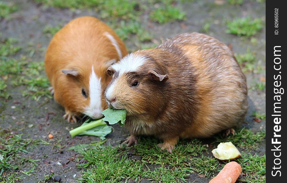 Brown Hamster Eating a Green Leaf