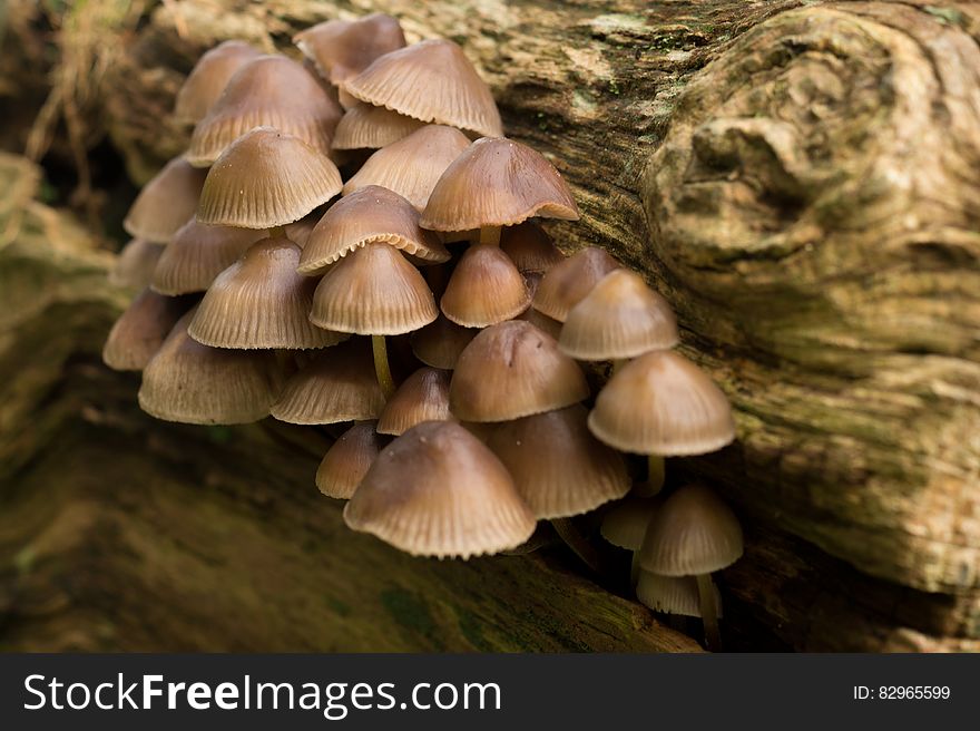 Fungi On Dying Tree