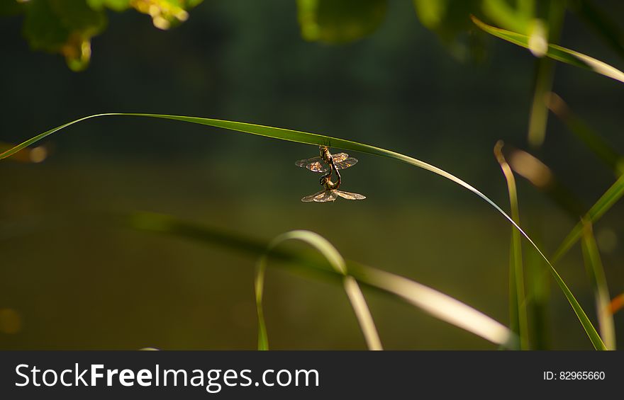 Closeup of two dragonflies (butterflies) on a blade of grass copulating (mating), blurred green background. Closeup of two dragonflies (butterflies) on a blade of grass copulating (mating), blurred green background.