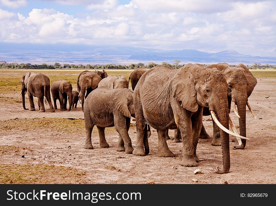 Group Of Elephants On Walking On Brown Road During Daytime