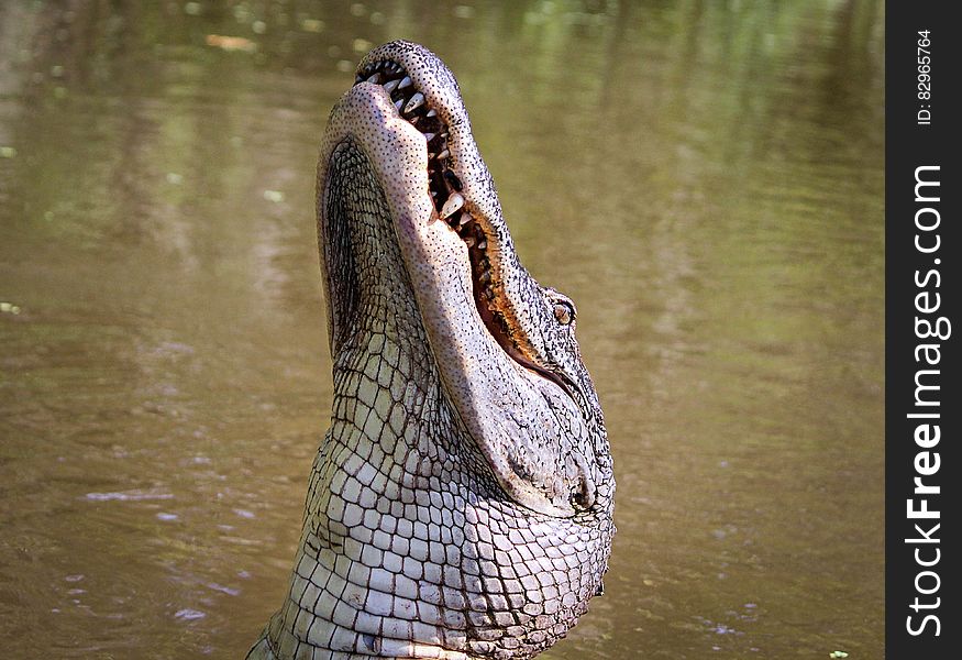 Alligator in Lake