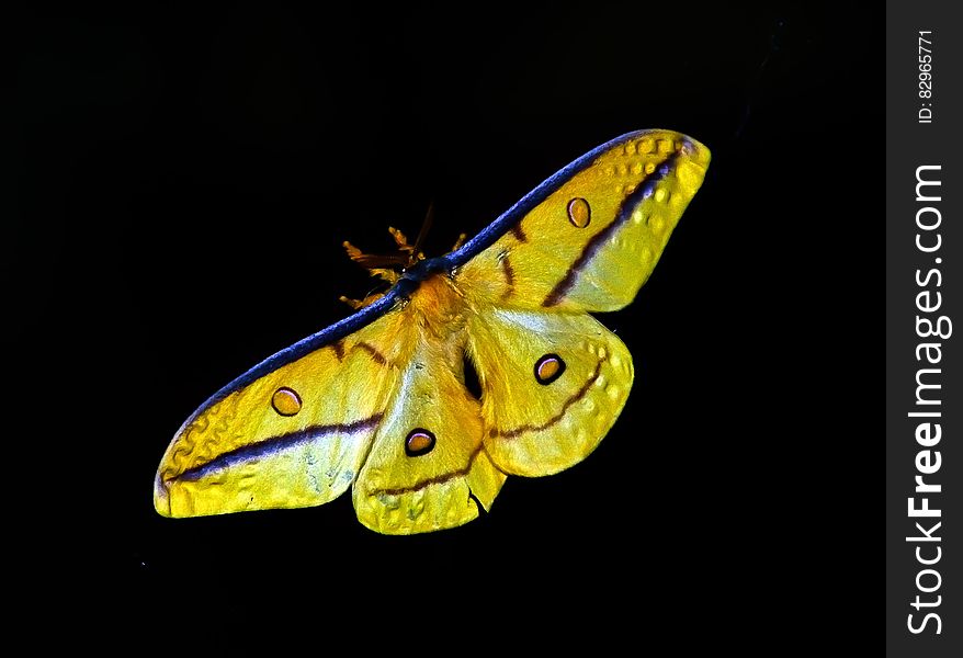 Yellow and Blue Butterfly