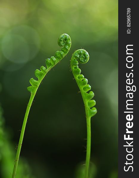 Closeup Photography Of Green Fern Palnt