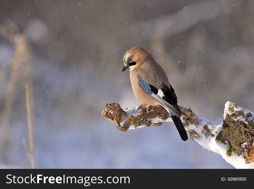 Brown Black And Blue Bird Sitting On Brown Tree Twig