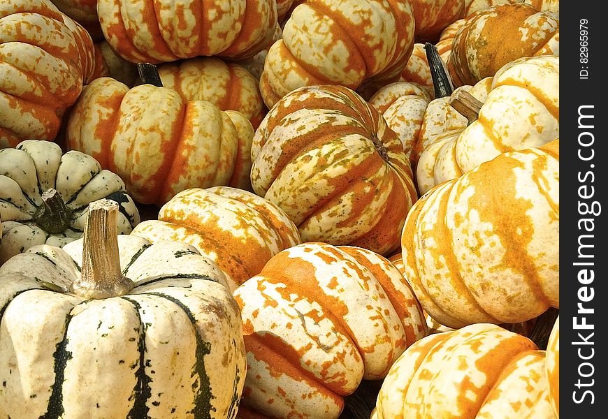 Pile of colorful striped white pumpkins in green and orange on sunny day. Pile of colorful striped white pumpkins in green and orange on sunny day.