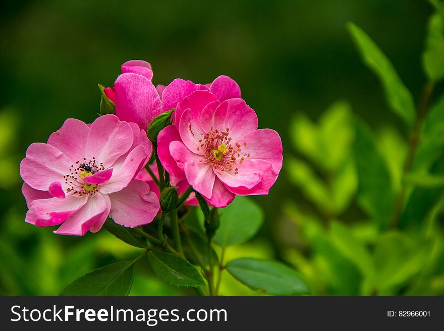 Close Photography Of 3 Pink And White Flower