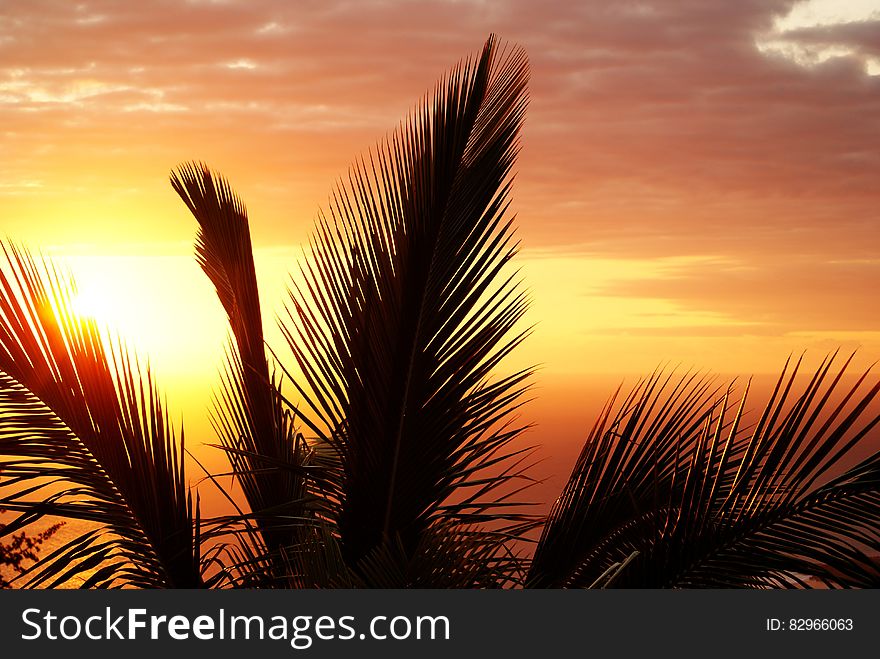Coconut Tree during Sunset