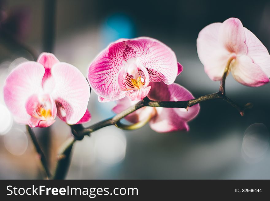 Close-Up Photography of a Pink and White Moth Orchid