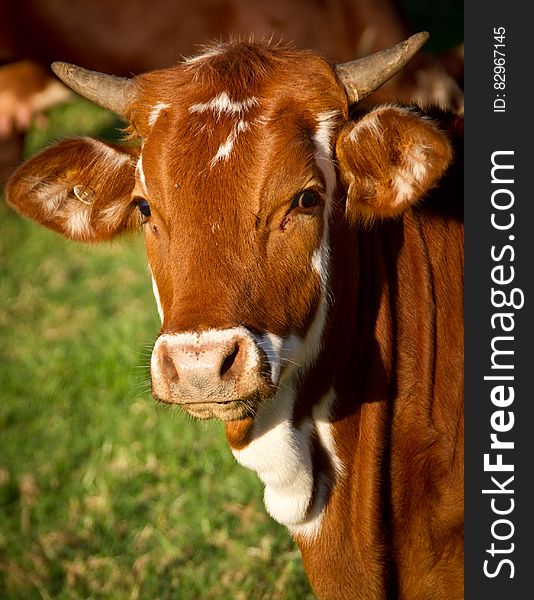 Cow In Sunny Field