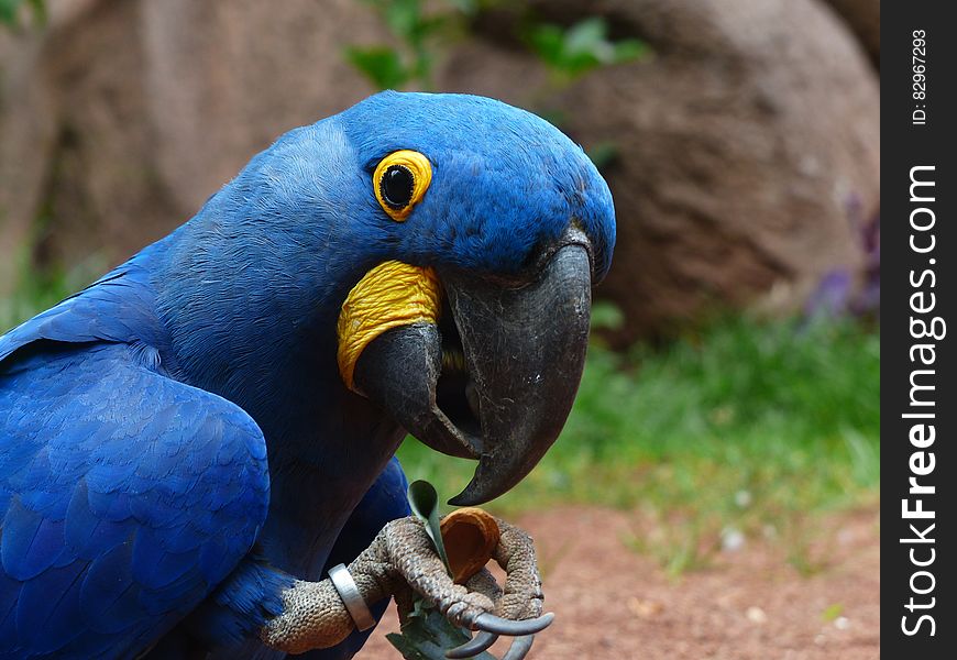 Blue and Yellow Furred Bird