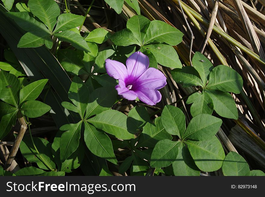 A little purple flower in the middle of green leaves.