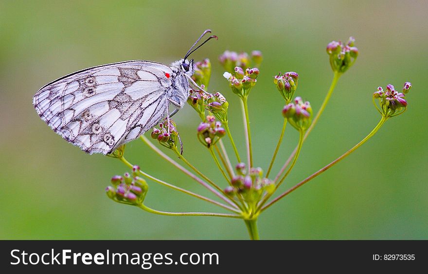 White and Gray Butterfly on Red Flower during Daytime