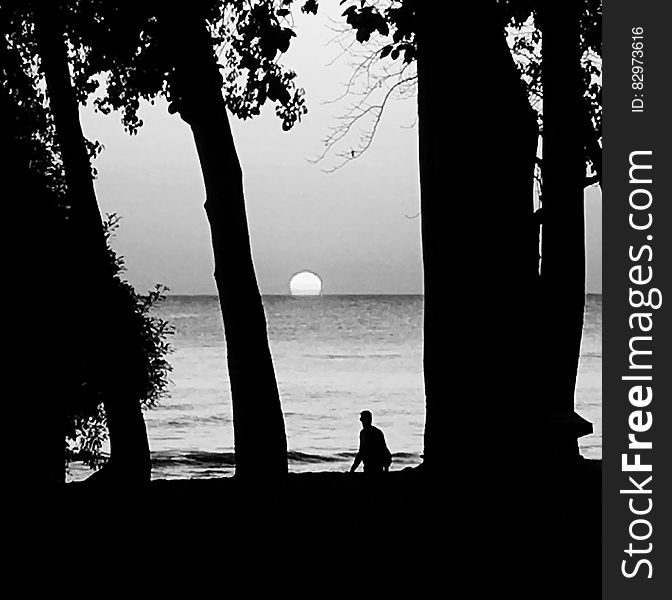 Silhouette of people between trees at sunset along beach. Silhouette of people between trees at sunset along beach.