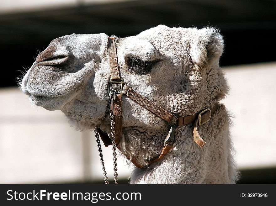 Close Up Photo of Gray Camel