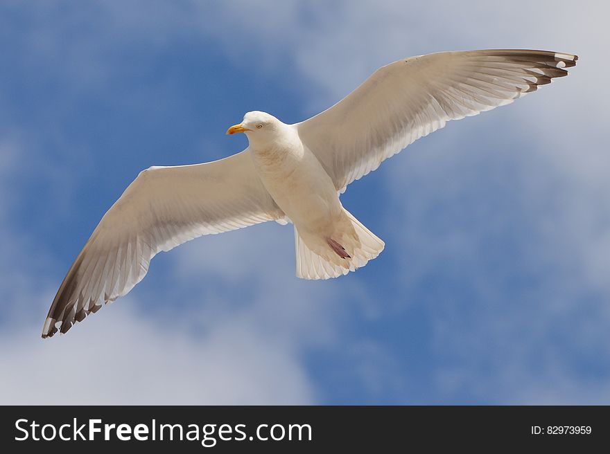 White Bird Flying Under the Blue and White Sky during Daytime