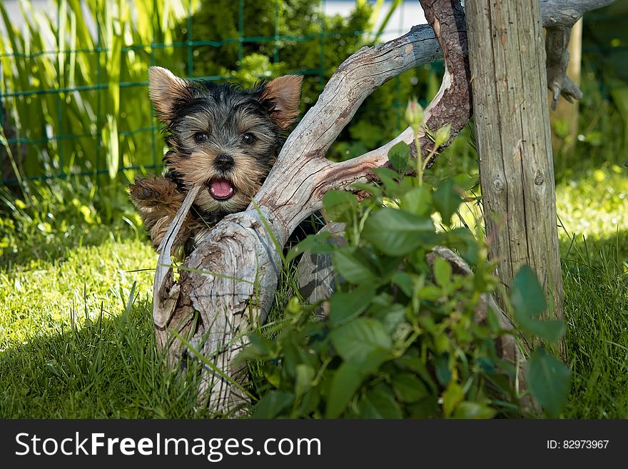 Yorkshire Terrier Puppy Hiding Behind Tree Root