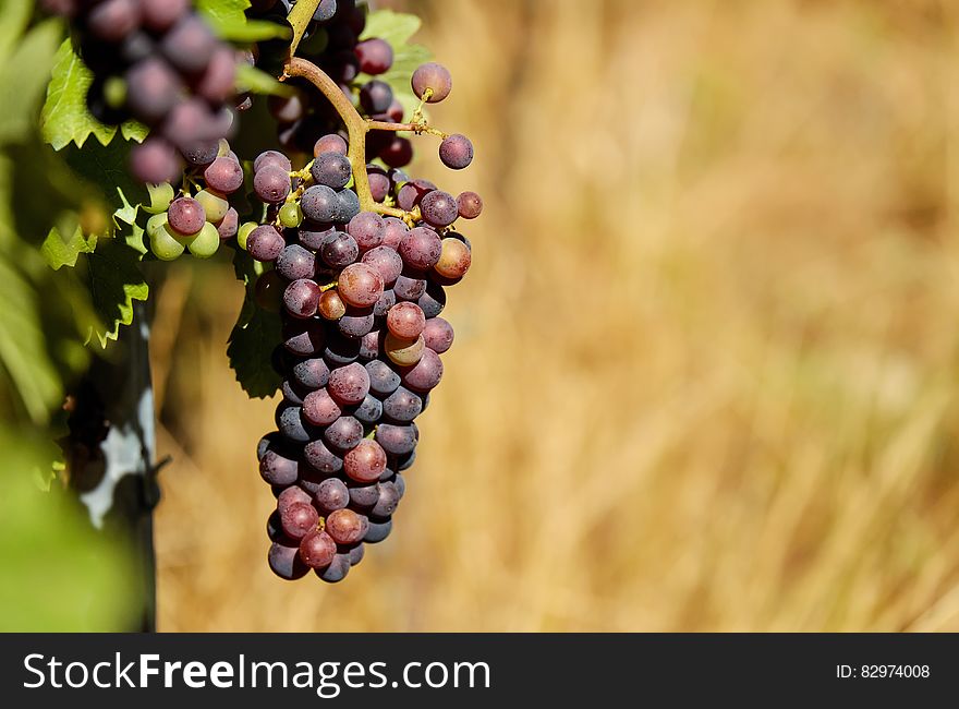 Shallow Focus Photography Of Purple Grapes