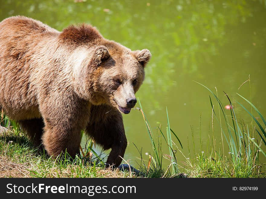 Grizzly Bear Walking Beside Pond