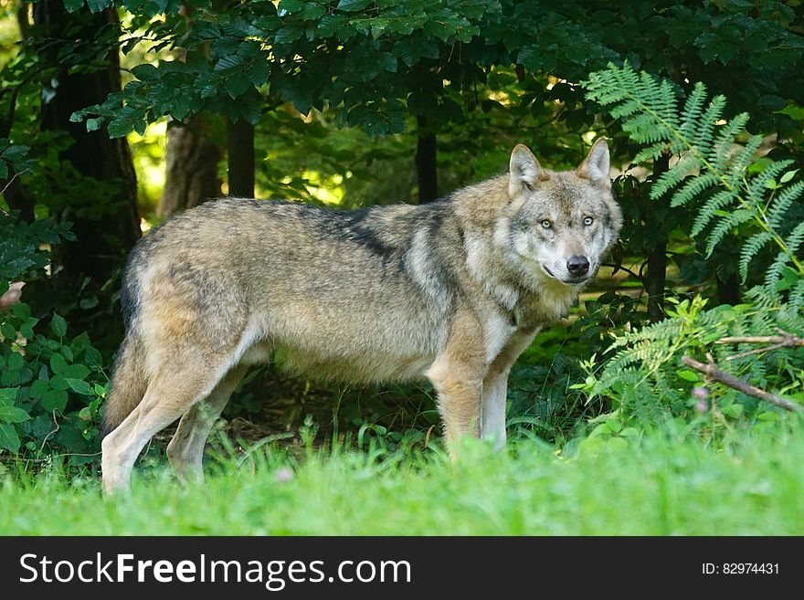 Brown Wolf Standing On Green Grass