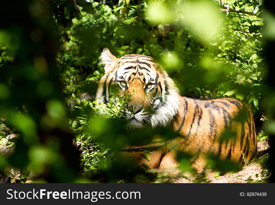 Tiger Through Green Leaves during Day