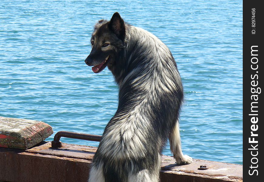 Gray And White Long Coated Dog