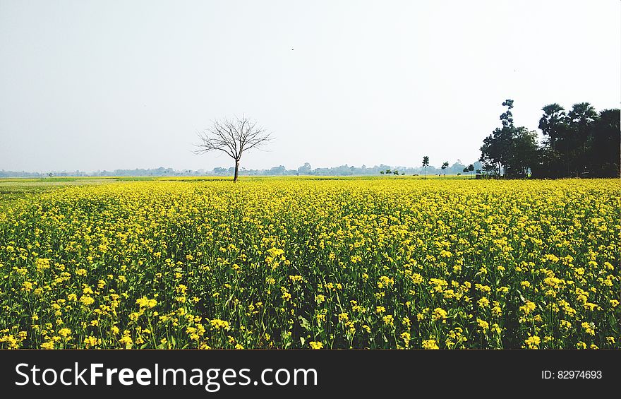 Green and Yellow Flower Field