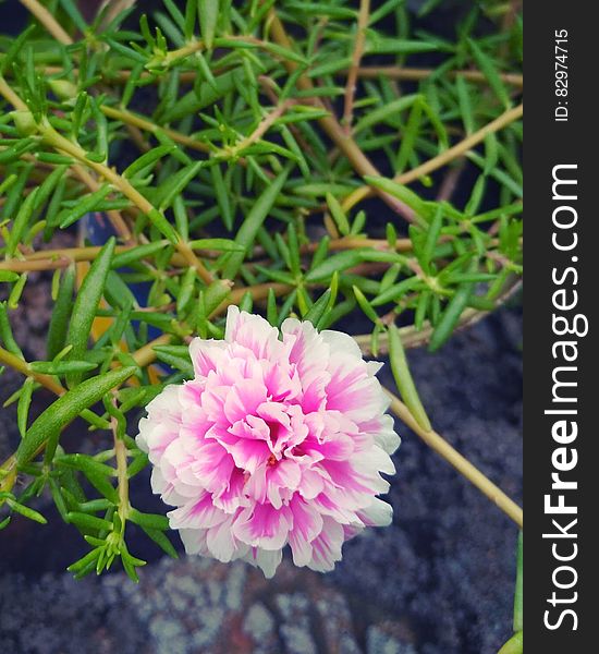 Pink and White Petal Flower