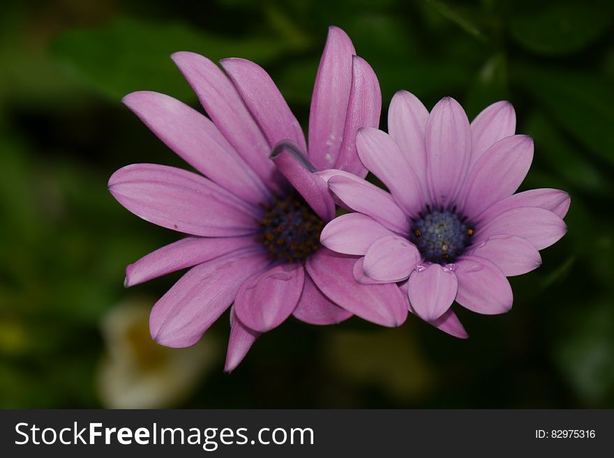 2 Purple Petaled Flower In Selective Focus Photography