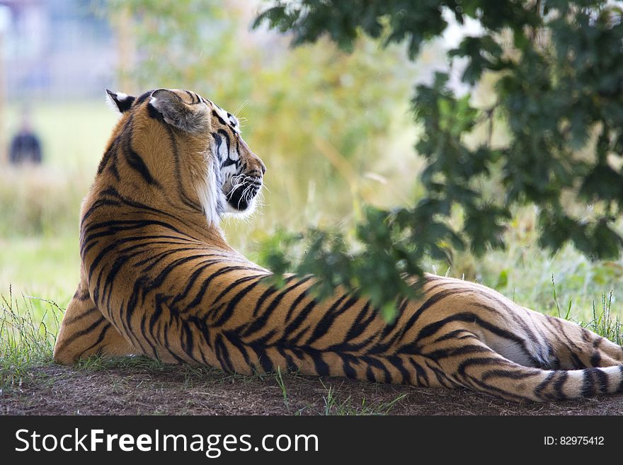 Tiger Lying Down During Daytime