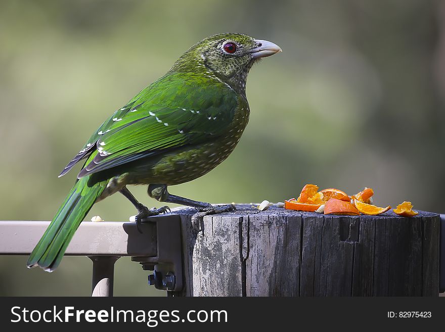 Green And Lime Bird On Gray Wood Log